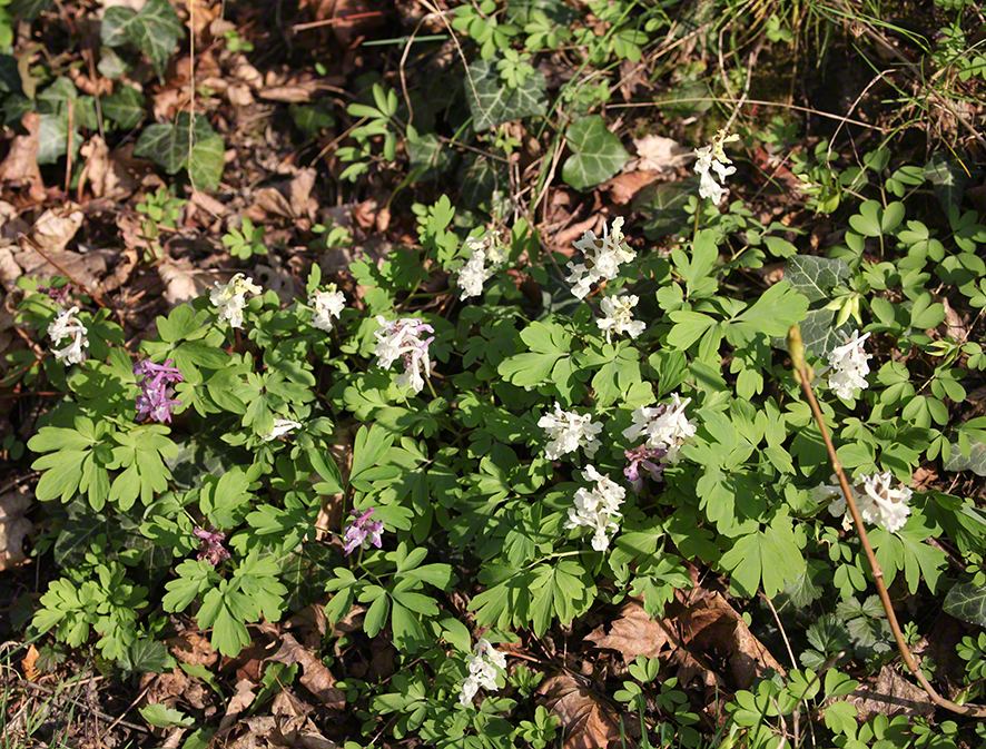 Hohler Lerchensporn